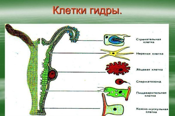 Kraken актуальное